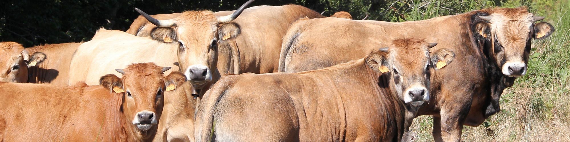   Il leader indiscusso nell'esportazione della razza AUBRAC