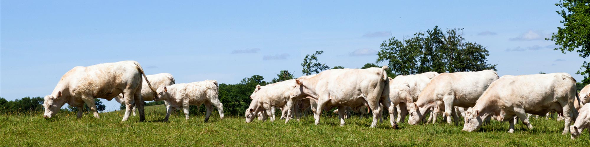   Más de 100 000 bovinos exportados al año